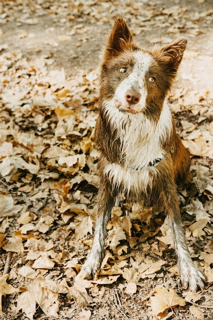 Portret vuile border collie-hond die een grappig gezicht en schuldig gezichtsuitdrukking maakt na het spelen in een modderplas