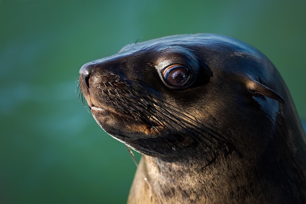 Portretclose-up van een pelsrob in Walvis Bay Namibië