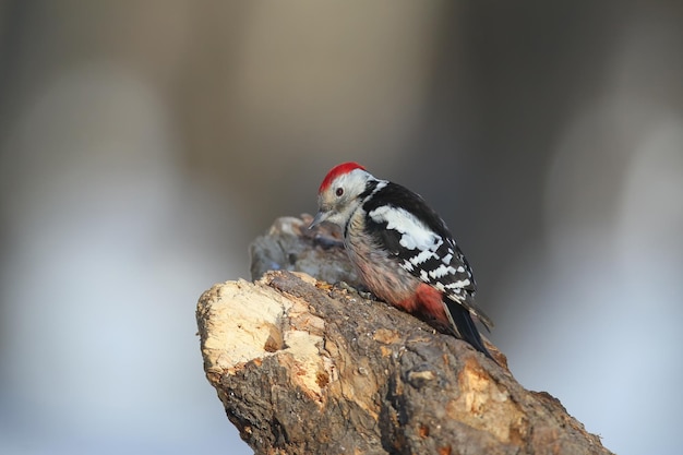 Portretframe van de middelste bonte specht (dendrocoptes medius) zittend op een groot logboek tegen een prachtig onscherpe achtergrond