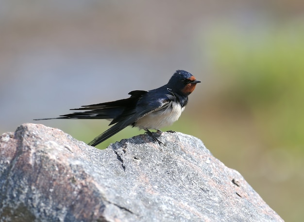 Portretten boerenzwaluw (hirundo rustica) zit op een steen.