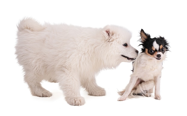 Portretten van een Smaoyed-puppy en een chihuahua op een witte muur