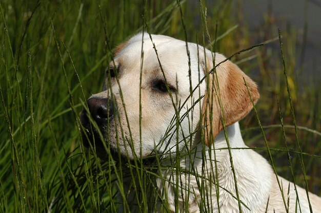 Portriat of a yellow Labrador Retriever dog behind reed