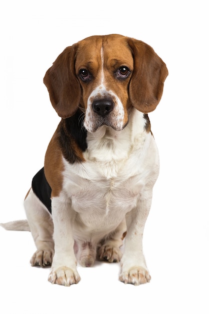 Portrit van Amerikaanse beagle hond zittend op witte studio