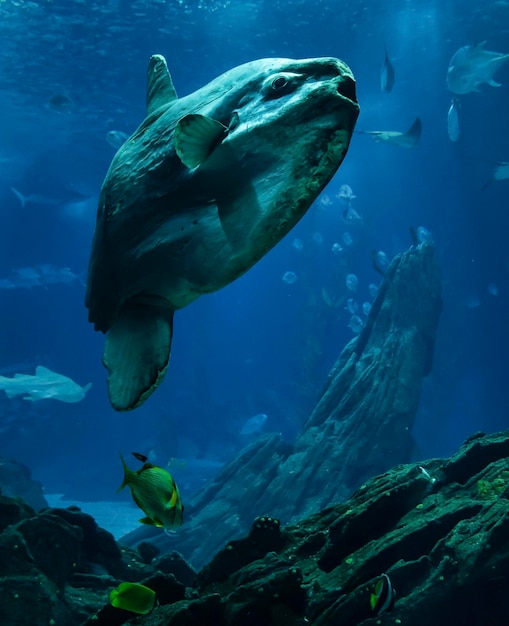 Portugal moonfish Mola mola