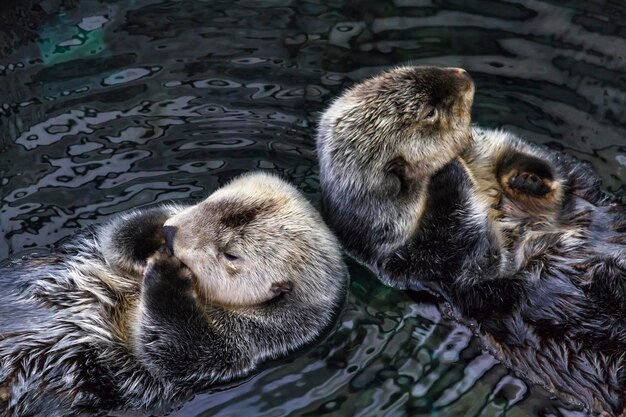 Portugal sea otters