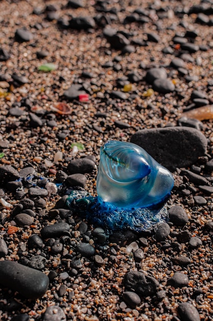 Portugese oorlogsschip (Physalia physalis), gestrand op strandzand met kiezels