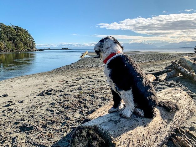 Foto portugese waterhond die op een boomstam op het strand zit