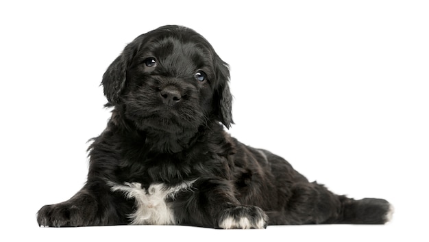 Portugese Waterhond geïsoleerd op wit