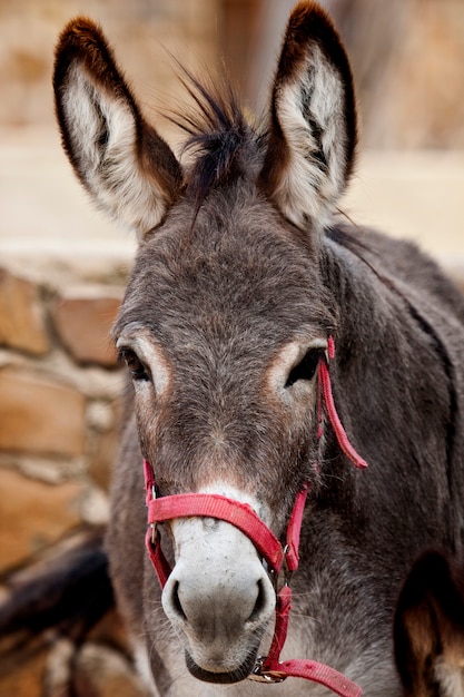 Photo portuguese donkey