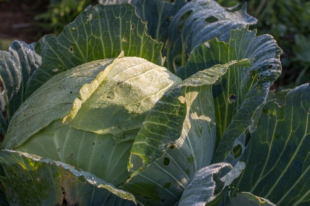 Portuguese green cabbage