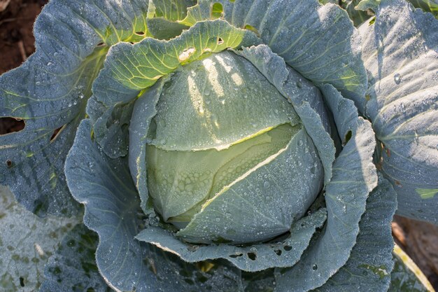 Portuguese green cabbage