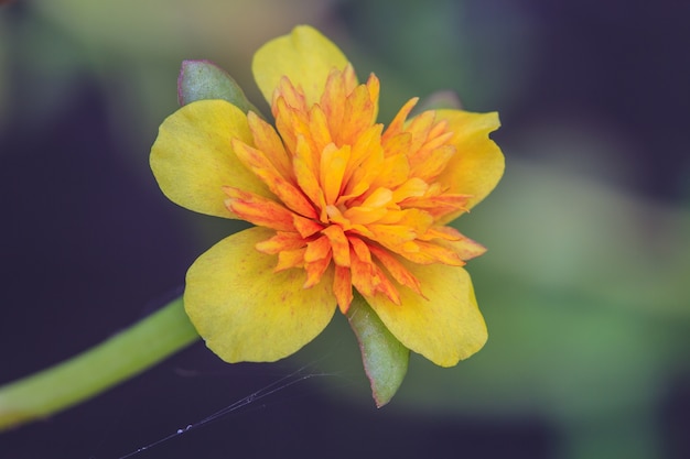 Portulaca bloemen