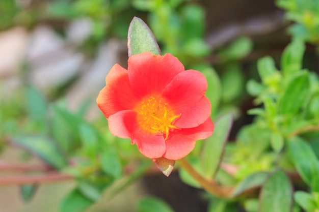 정원에서 Portulaca 꽃