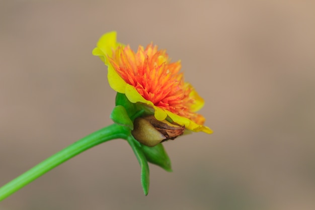 ポルテラカの花