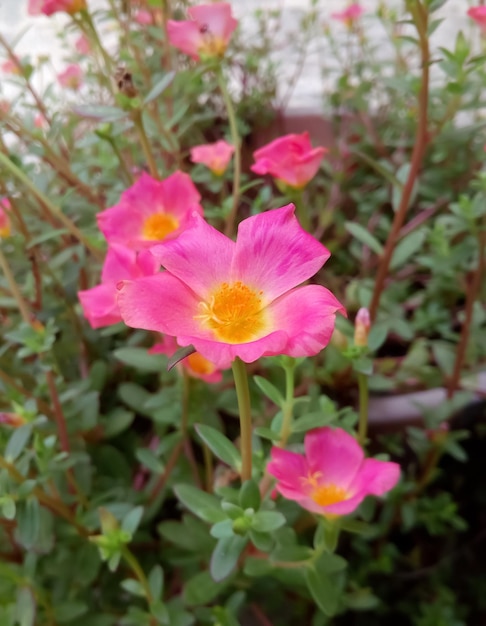 Portulaca grandiflora also known as rose moss or mexican rose\
or moss rose