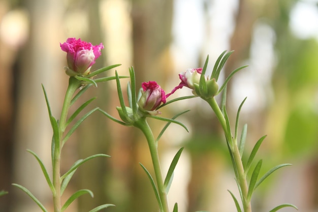 Portulaca Grandiflora Moss Rose close-up bloementuin stock photo Bloeiende roos Prachtige natuur