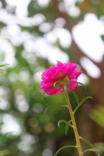 ポーチュラカ グランディフローラ モス ローズ クローズ アップ 花の庭 ストック写真 咲くバラ 美しい自然
