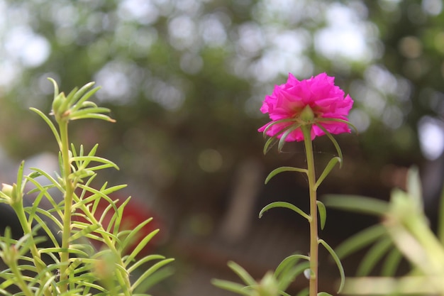 Portulaca Grandiflora Moss Rose closeup Flower Garden stock photo Blooming Rose Beautiful Nature