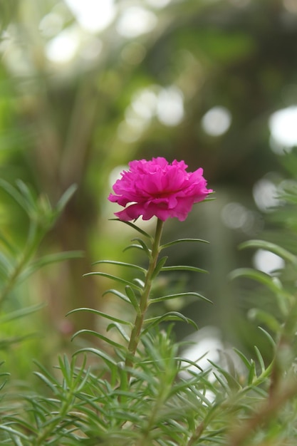 Portulaca Grandiflora Moss Rose closeup Flower Garden stock photo Blooming Rose Beautiful Nature