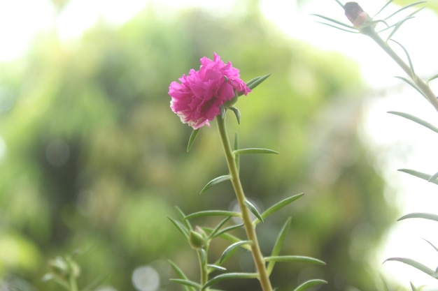 Portulaca Grandiflora Moss Rose closeup Flower Garden stock photo Blooming Rose Beautiful Nature