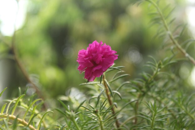 Portulaca Grandiflora Moss Rose closeup Flower Garden stock photo Blooming Rose Beautiful Nature