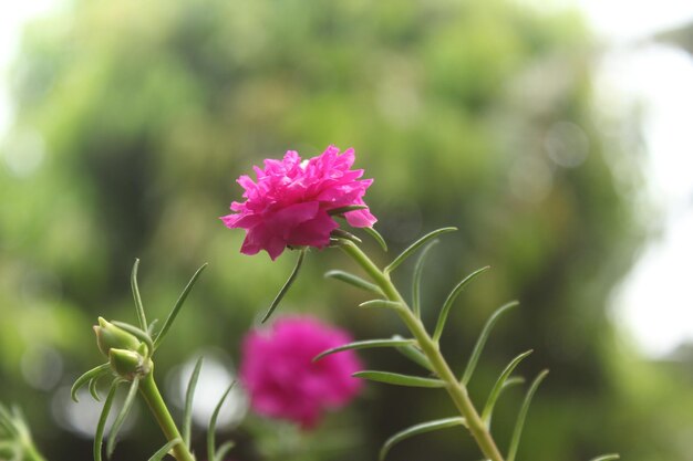Portulaca Grandiflora 이끼 장미 근접 촬영 꽃 정원 stock photo 피는 장미 아름다운 자연