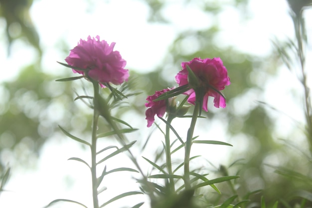 Portulaca Grandiflora Moss Rose closeup Flower Garden stock photo Blooming Rose Nature Background