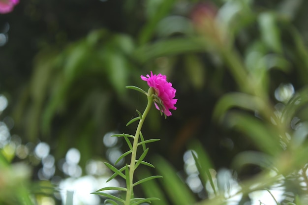 ポーチュラカ グランディフローラ モス ローズ クローズ アップ 花の庭 ストック写真 咲くバラ、自然の背景