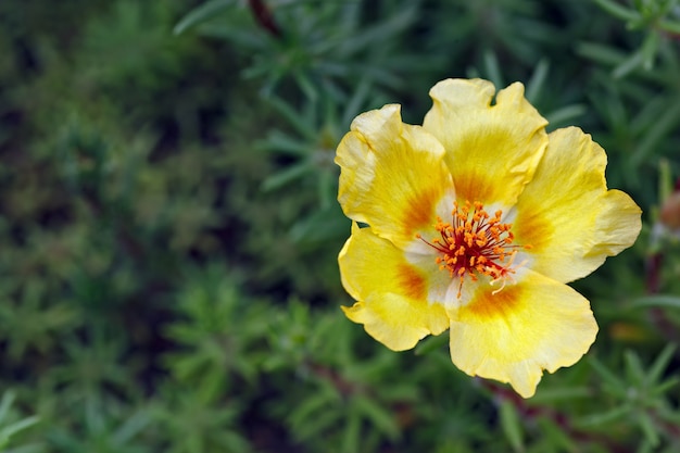 Portulaca oleracea flower in the garden