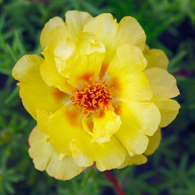 Цветок Portulaca oleracea в саду