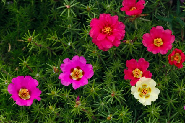 Цветы Portulaca oleracea сфотографированы крупным планом. Декоративная растительность в саду.