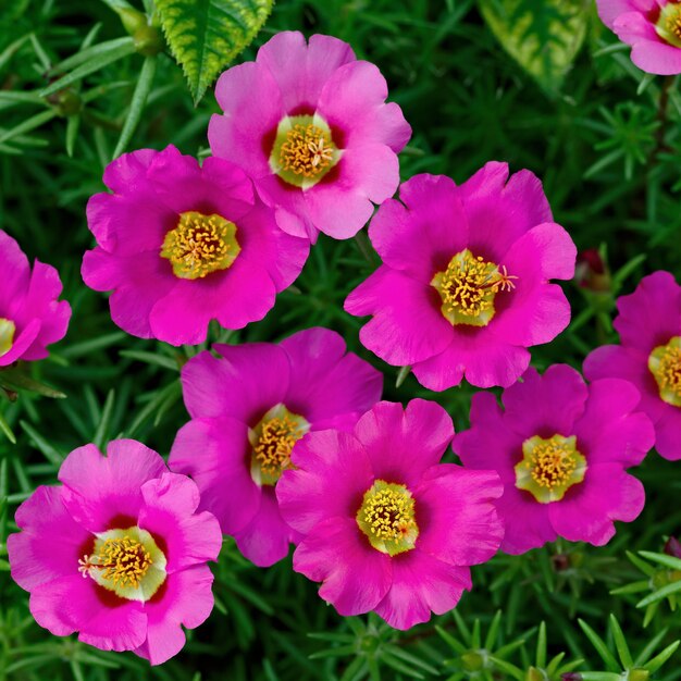 Portulaca oleracea flowers photographed close-up. Ornamental vegetation in the garden.