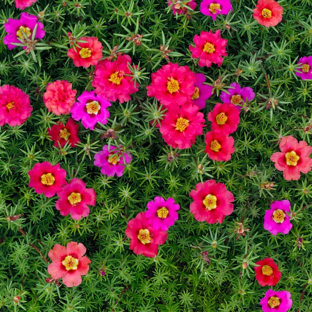 Portulaca oleracea flowers photographed close-up