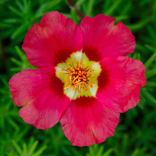 Цветы Portulaca oleracea сфотографированы крупным планом