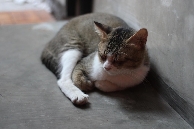 Pose of a cat sitting relaxed