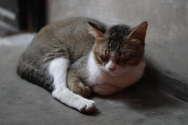 Pose of a cat sitting relaxed