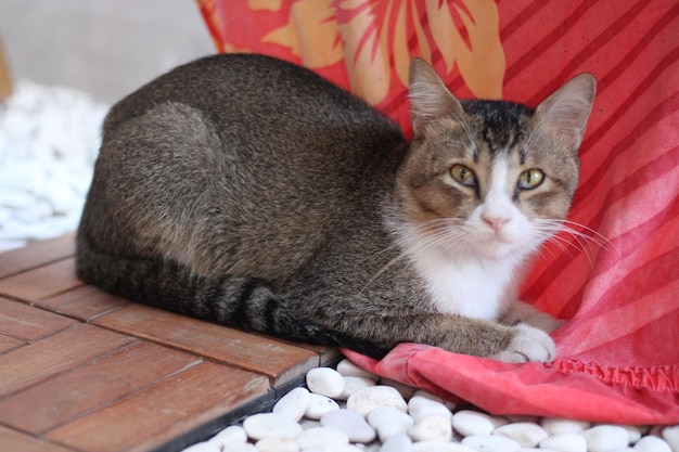 Pose of a cat sitting relaxed