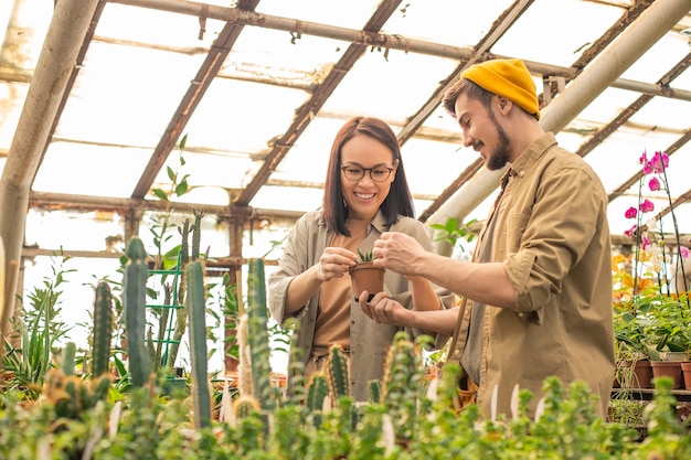 Positieve jonge multi-etnische kwekerijarbeiders die cactus onderzoeken terwijl ze in kas groeien