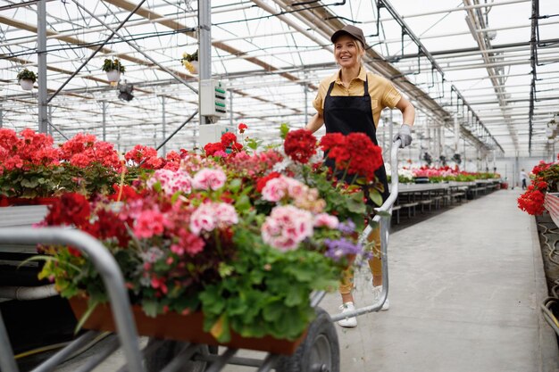 Positive female greenhouse worker pushing wheelbarrow with potted flowers