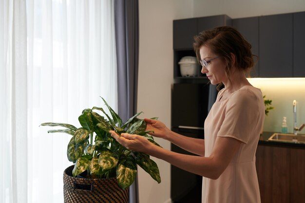 Positive woman taking care of plant in her apartment checking leaves and stems