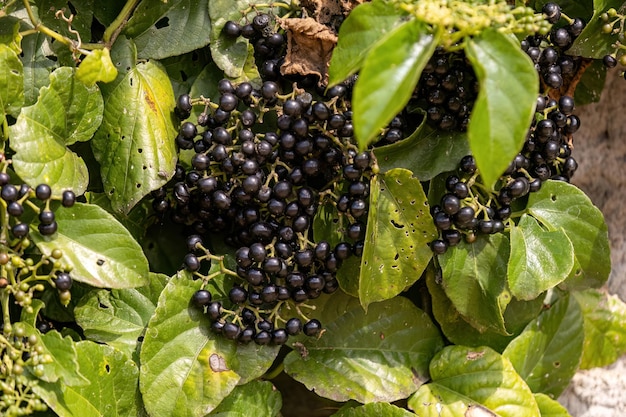 Possum Grape Fruiting Plant of the species Cissus verticillata