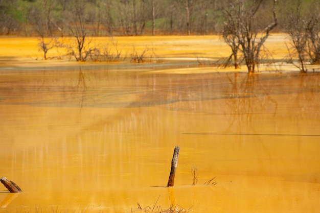 A post in a flooded field is surrounded by trees and the water is orange.