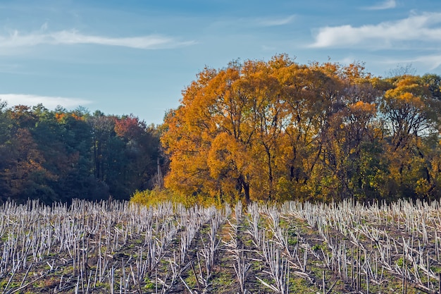 Post-harvest sunflower residues before earning in the soil and processing by biodestructor