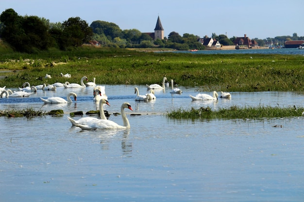 Photo postcard of bosham