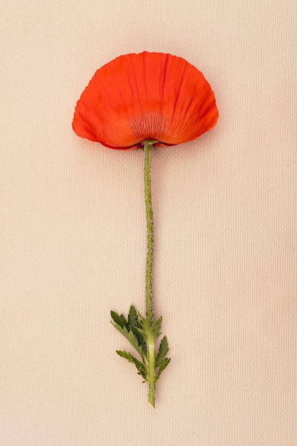 Photo postcard with a beautiful large red poppy