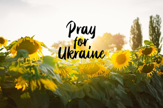 黄色いヒマワリとウクライナの美しい風景のために祈る碑文のはがき