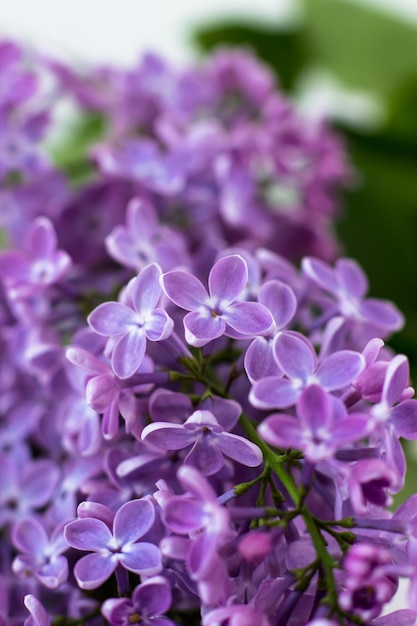 Postcard with purple lilacs beautiful spring flowers