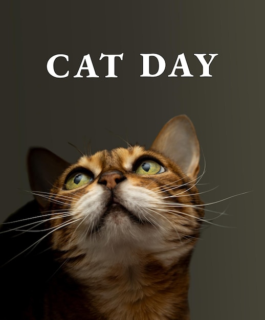 poster of International Cat Day August 8th Bengal tabby cat with green eyes looks Dark background