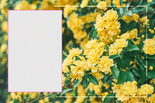 フレームとテキスト用のスペースで囲まれた日本のカレーブッシュの黄色い花を描いたポスターまたはモックアップのアイデア、優しい花の春の背景の招待状またはバナーのコンセプト