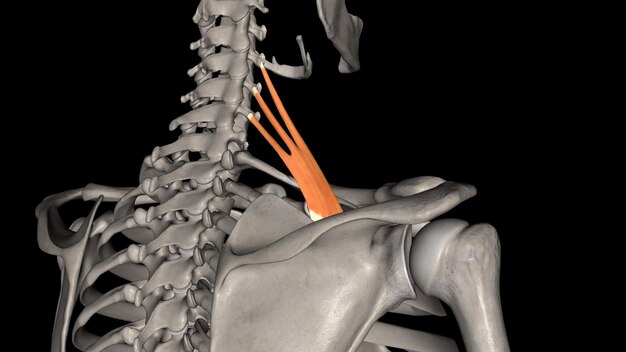 Photo posterior femoral cutaneous nerve